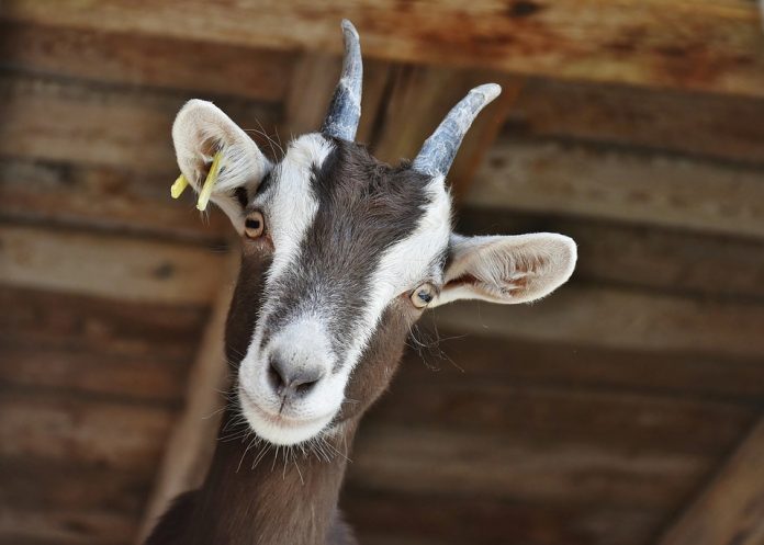 goat-3613728_960_720