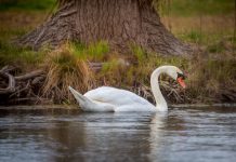 Viktorija Rogić ponovno imenovana direktoricom Turističke zajednice Grada Otočca