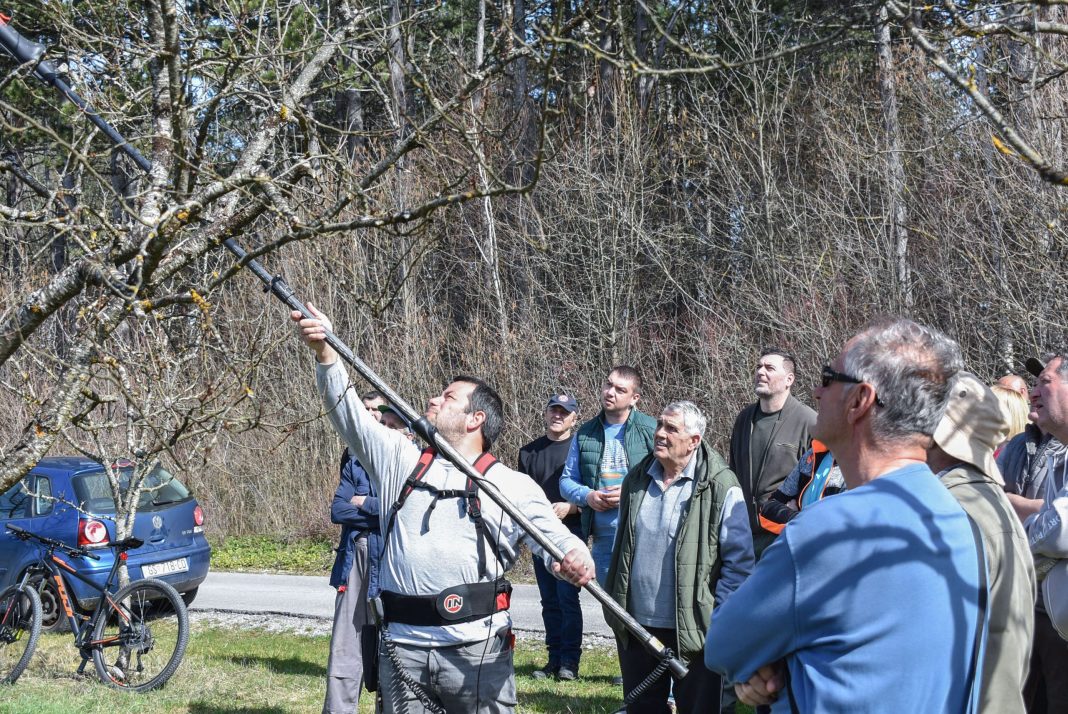 Rezidba-sljiva-1-scaled