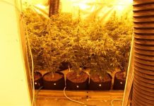 Policijska akcija u Senju: Zaplijenjena droga i sofisticirana oprema za uzgoj