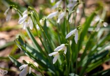 Ako su visibabe već procvjetale, slijedi li vremenski obrat?