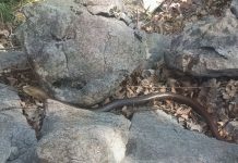 Blavori nehotice „glumataju“!