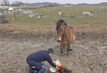 Brzom reakcijom ličkih policijskih službenika spašeno nemoćno ždrijebe