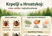 Krpelji u Hrvatskoj: vrste, razlike i odgovori na najčešća pitanja