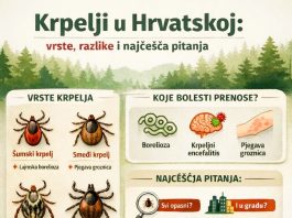 Krpelji u Hrvatskoj: vrste, razlike i odgovori na najčešća pitanja