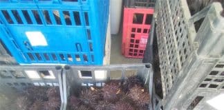 S krivotvorenom dokumentacijom prevozio više od 793 kilograma morskih ježinaca