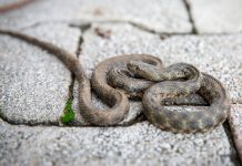 Zmije se viđaju u Lici na svakom koraku