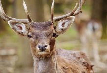 Vozači bi mogli sami snositi troškove naleta na divljač: Predložene izmjene Zakona o lovstvu izazvale polemike