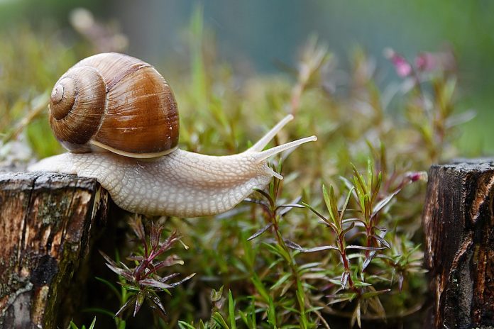 azeret33-snail-4729777_1280