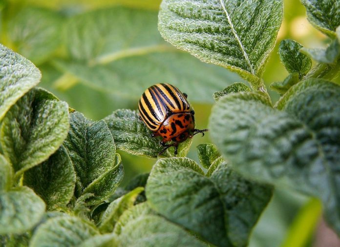 zdenet-potato-beetle-582966_1280