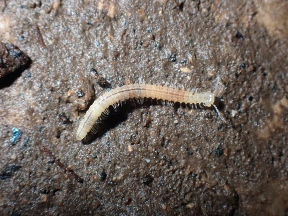 Slika 12. Dvojenoga roda Egonpretneria iz Pecine kod Petrica foto Tvrtko Drazina